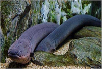 Elektrik balığı Karadeniz dışında neredeyse tüm denizlerde bulunur Kıyıya yakın yaşar ve 45 200 volt arasında elektrik üreterek oldukça sarsıcı olabilirler