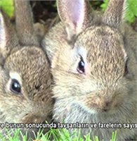 Kurtlar Nehirleri Nasıl Değiştirdi