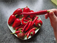 Acı biber Dumanda bulunan kimyasal maddelerin zararlarına karşı solunum sistemini duyarsızlaştırıyor