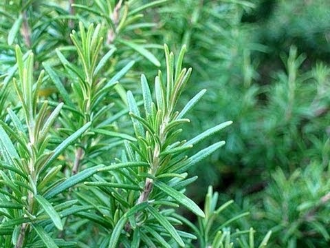 Biberiye Biberiye sadece sinekleri değil her türlü sürüngene zarar veren bir bitkidir Yatak odasında yakın yerlerde bile durabilir Bazı türleri aşırı büyüyebilir Kokusu zaten sinekleri sizden uzak tutacaktır