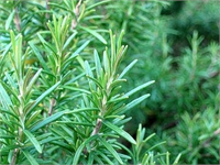 Biberiye Biberiye sadece sinekleri değil her türlü sürüngene zarar veren bir bitkidir Yatak odasında yakın yerlerde bile durabilir Bazı türleri aşırı büyüyebilir Kokusu zaten sinekleri sizden uzak tutacaktır