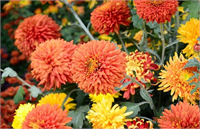 Krizantem Kasımpatı Çiçeği İçeriğindeki maddelerle hem sinekleri hem diğer sürüngenleri uzaklaştıran eşsiz güzellikte bir çiçektir