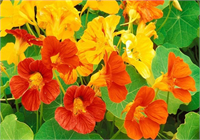 Latin Çiçeği Latinçiçeği havayoluyla bir kimyasal yayarak sinekleri uzaklaştırır Diğer çiçeklerin büyümesini destekler Aynı zamanda sebzeleri de korur