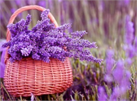 Lavanta Lavanta kokusunun güzelliğiyle bilinse de çok önemli bir haşerat defedicidir Haşeratlar lavanta kokusundan nefret ederler Lavantayı evinizin ya da bahçenizin en dış kapısına ekmeniz tavsiye edilir Çünkü lavanta güneşten çok hoşlanır Ayrıca lavanta yağını cildinize ya da çocuğunuzun cildine sürerek sineklerden korunabilirsiniz