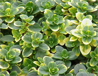 Limon Kekiği Sivrisineklerden kurtulmanın harika bir yoludur Hem kuru havada hem kayalık alanda dayanıklı bir bitkidir Mükemmel bir bahçe bitkisidir Bahçenin güneş alan yerlerine ekilebilir Yaydığı kimyasallar sinekleri uzaklaştırır