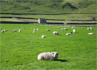 İngiltere de otladıkları sırada esrar yiyen koyunlar köyün altını üstüne getirdi