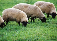 Koyunların daha önce yakınlarda bulunan yasa dışı bir fabrikaya ait esrar kalıntılarını yemiş olabileceği belirtiliyor