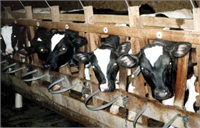 Hayvanlar için hapishaneden farksızdır