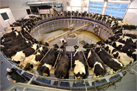 Hayvanlar istenen ticari ürün girdisini verdiği sürece kıymetlidir