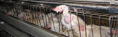 Hızlı büyümesi için verilen büyüme hormonları ve genetiğiyle oynanmış gıdaların sonucunda hayvanlar fiziki başkalaşıma uğrar