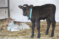 Bu hayvanlar daha doğmadan önce hangi süreçlerden geçip yaklaşık olarak hangi tarihte hayatlarının sonlanacağı planlanmıştır