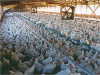 Canlı oldukları hiçe sayılır Ticari bir mal gibi istiflenirler