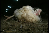 İşin özü maksimum gelir elde etmek olduğu için yem tüketimi bu şekilde minimize edilir