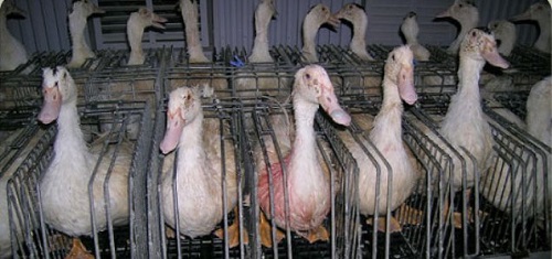 Herhangi bir sebeple ölmesinler diye antibiyotik tarzı koruyucu ilaçlar verilir