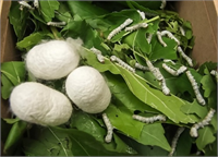 Ancak dünyadaki ipek üretiminin başlıca kaynağı ipek böcekleridir İpek böceklerinin larvalarını korumak amacıyla etraflarına ördükleri kozalar ipek liflerinden oluşur Günlük hayatta kullandığımız ipek bu kozalardan elde edilir