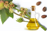 Hint Yağı Laksatif müshil olarak kullanılan Hint yağı sadece kalın bağırsak hareketlerinin düzenlenmesine yardımcı olmakla kalmamakta ince bağırsaklarından dışkısal maddelerden temizlenmesini sağlamaktadır İnce bağırsaklardaki su emilimini önleyen Hint yağı dışkının daha yumuşak olmasına ve daha kolay dışarı atılmasına yardımcı olmaktadır