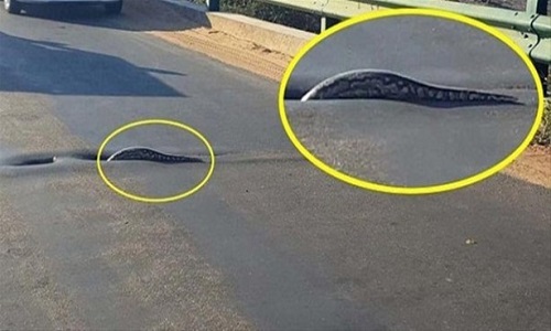 Güney Afrika da buluna Kruger Milli Parkı yolunda sıra dışı bir görüntü