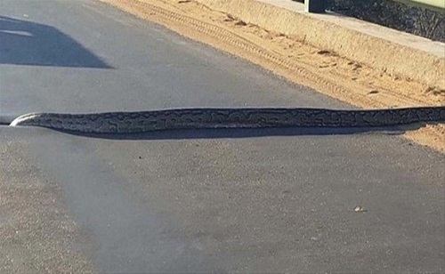 Yine aynı yol Bu kez araçların arasında iki dişi aslan