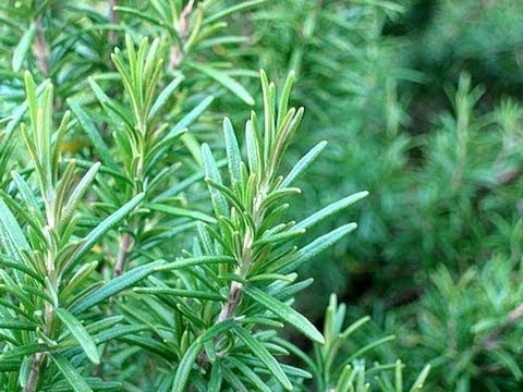 Biberiye Nane ile aynı aileden olan ve derhal hemen her mevsimde bulunabilen biberiye A B ve C vitaminleri bakımından oldukça zengindir ayrıca yüksek oranda demir içerdiği için demir eksikliğine bağlı kansızlık rahatsızlığında da kullanılabilir Biberiye sos ve salatalara hoş bir tat vermek için kullanılır ayrıca balık ve et yemeklerinde de tat ve aroması için kullanılmaktadır Bağışıklık sisteminin güçlendirilmesinde mide ülserinde hazımsızlık ve sindirim sisteminin yavaş çalıştığı kabızlık gibi durumlarda migren tipi kafa ağrılarında faydalı olabilir Hatta biberiye yağı adale ve mafsal ağrılarını hafifletmekte kullanılabilir Her vakit olduğu gibi aşırı kullanımı önerilmez