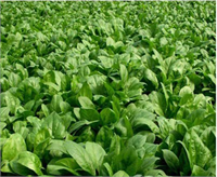 Ispanak Demir deposu olarak bilinen ıspanak ayrıca A B C ve E vitaminlerinden magnezyum fosfor ve iyot mineralleri ve protein açısından da çok varlıklı bir sebzedir Bu nedenle vücudun direncini arttırır bilhassa bahar aylarında nükseden hastalıklara karşı vücudu korur Kemik ve dişleri de güçlendirir Diş çürümelerine karşı koruyucudur Ispanağı salata olarak kıymalı veya zeytinyağlı aş olarak hata atıştırmalıklar içerisinde bile kullanabiliriz Tüm bu faydalarının yanında ıspanak gut hastalarına mafsal iltihabı olanlara böbrek taşı şikayeti olanlara tavsiye edilmez