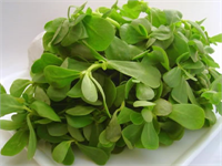 Semizotu Vitamin ve mineral bakımından oldukça zengindir Semizotunun içerdiği omega 3 doymamış yağlar balıklarınkiyle kıyaslanabilecek düzeydedir Kanama hastalıklarında ve peklikte çok yararlıdır Yaşlı hasta ve diyet yapan kişiler için çok müsait bir sebzedir İdrar söktürür kanı üre ve benzeri pisliklerinden temizler sinir krizleri ve beyin yorgunluğunu geçirir böbrekteki kum ve taşı döker Şeker hastalarının susuzluğunu azaltan bu gıda yeşil salata olarak yenilirse daha faydalıdır