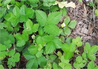 Ağız içi yaralar için çilek yaprak çayıyla gargara yapılırsa faydası görülür