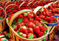 Kansere karşı koruyucu özelliği vardır ve sindirim sisteminin düzenli çalışmasını sağlar