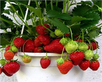 Sarılığa iyi gelir