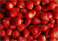 Çilek aslında gül familyasının bir üyesidir