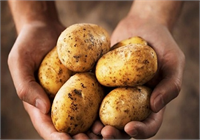 Patates zararlı mı