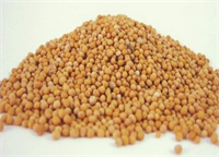 Hardal tohumu İştah açıcı ve mideyi yatıştırıcı olarak toz halinde kullanılır Aynı zamanda cilt hastalıklarında iltihabı ve ağrı giderici etkisi vardır