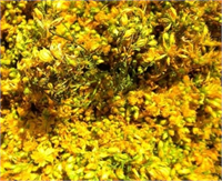 Sarı halile İştah kesici olarak kullanılır