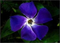 Çivit Bebeklerin ağız mukozasındaki ağrılı yaraların tedavisinde kullanılır