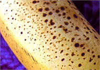 Benekli Muz Kansere Karşı Koruyor