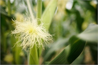 İdrar yolu enfeksiyonlarını önler idrar söktürür