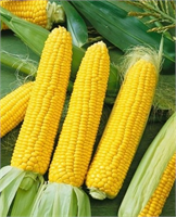 Mısırın püsküllerini ayıkladıktan sonra küçük küçük doğrayın