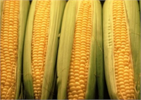 Su kaynama noktasında geldiğinde ocağı kapatın ve püskülleri suya atıp tencerenin kapağını kapatın Püsküllerini ayıkladıktan sonra küçük küçük doğrayın Mısırın püsküllerini ayıkladıktan sonra küçük küçük doğrayın