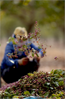 Türk Silahlı Kuvvetleri TSK Müşterek Özel Görev Kuvveti ve Koalisyon Hava Kuvvetlerince Suriye nin Türkiye sınırındaki Cerablus bölgesinde terör tehditlerine karşı yürütülen Fırat Kalkanı Harekatı Gaziantep in Karkamış ilçesindeki çiftçilere de rahat nefes aldırdı
