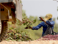 Bölgede huzur ve güvenin sağlanmasıyla vatandaşlar bahçelerinde roket ya da havan mermisi korkusu olmadan fıstık hasadı yapabiliyor