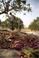 Topal Bir gün içerisinde 25 kişilik ekibimizle ortalama 3 ya da 4 ton kadar ürün toplayabiliyoruz Sınıra sıfır bir alanda çalışıyoruz ama kendimizi tehlikede hissetmiyoruz ifadesini kullandı