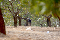 İşçilerden Mehmet Aslan da Suriye sınırında bulunan Kıvırcık köyünde Antep fıstığı hasadı yaptıklarını dile getirdi Aslan günlük 50 lira yevmiyeyle çalıştıklarını söyledi
