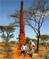 Termit gökdelenine hoş geldiniz Bu hayvanlar karıncalar gibi yerin altına inmenin yanı sıra üstüne de inşa etmeyi severler