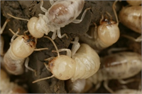 Termit topluluğu kraliçe kral işçiler ve asker termitlerden oluşmaktadır