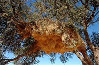 aynı yuva yüz yıl boyunca farklı jenarasyonlar tarafından kullanılabilir