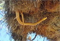 Girişte yırtıcılara karşı güvelik sistemi olarak kesici ve delici çubuklarla dolu bupi tuzaklarından oluşan tüneller vardır