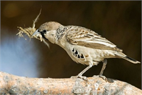 Konfor yuvanın içindeki odaların tabanına serilen çimlerle sağlanır