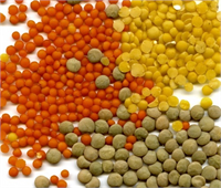 Mercimek ete alternatif bir protein kaynağıdır Bu yüzden vejetaryenler ve et tüketimini azaltmak isteyenler için mükemmel bir gıdadır Antioksidanlar açısından da zengindir