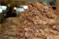 Kökü daha çok kuru iken yaprakları ise çok fazla değerli olmamasına rağmen çoğu zaman ilaç olarak kullanılır