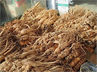 Fiziksel aktiviteleri ve vücut direncini güçlendiren bir bitki olduğu belirtilen ginseng kişide mental zihinsel dayanıklılığı da artırıyor