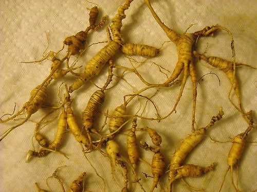 Bütün ginseng türleri uzmanların oldukça faydalı olduğunu açıkladığı ginseng kökünde bulunan triterpen saronin ve steroid bileşimleri sınıfı içermektedir